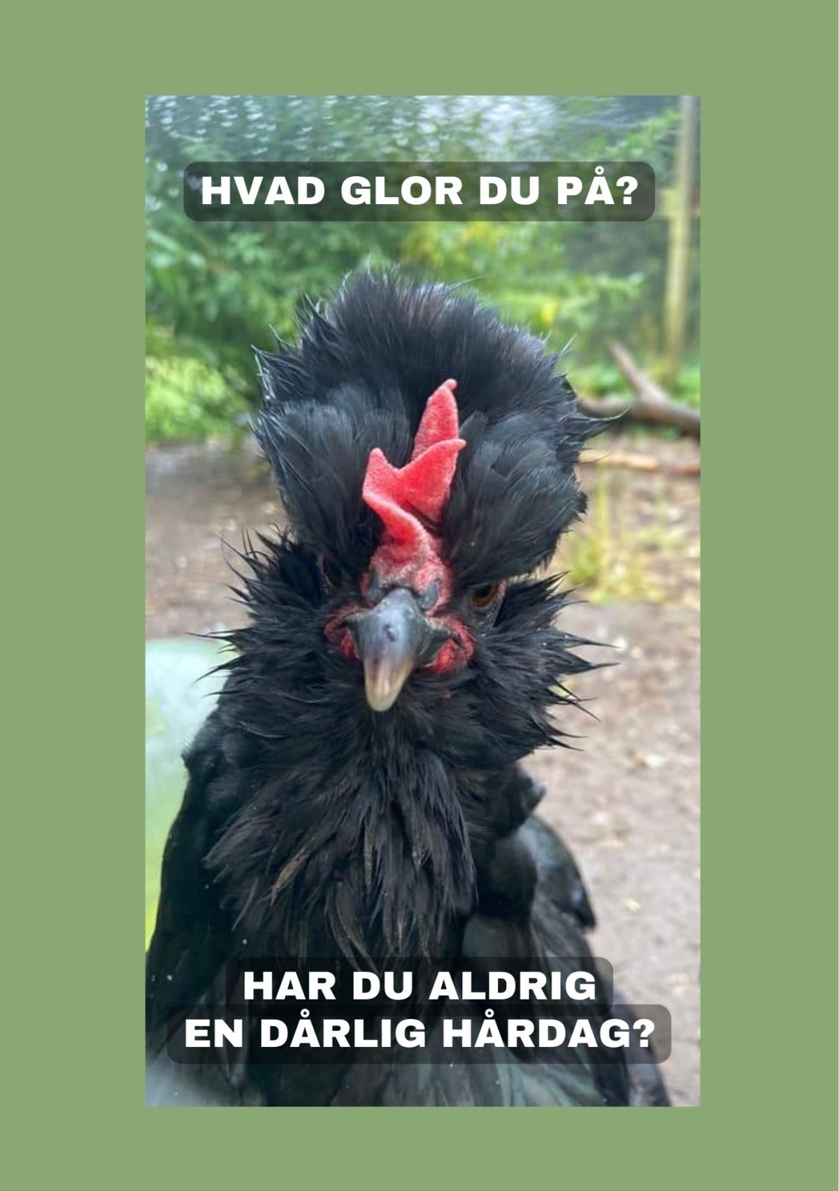 Skilt: Hvad glor du på? / Skilt med arrig høne / H 21 cm . B 15 cm ...