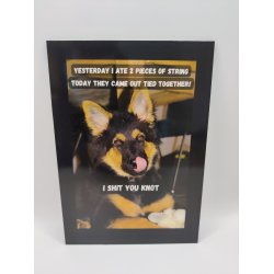 Skilt: Yesterday I ate 2 pieces of string / Skilt med bohemian shepherd som motiv