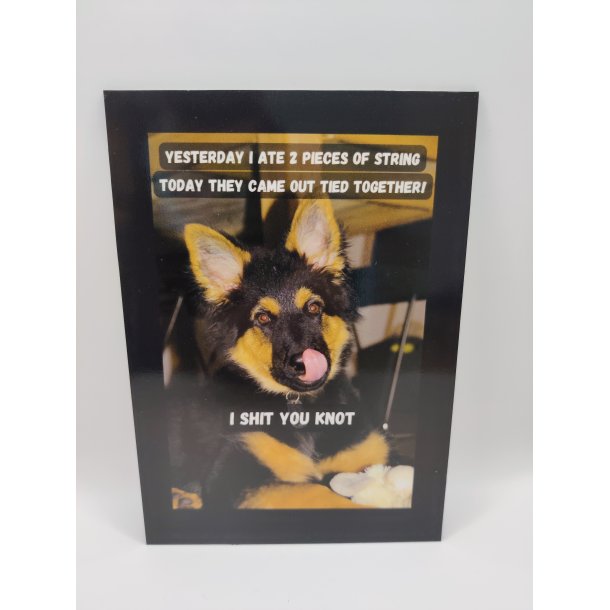 Skilt: Yesterday I ate 2 pieces of string / Skilt med bohemian shepherd som motiv