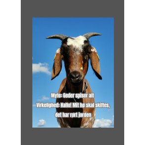 Skilt: Myte: Geder spiser alt / Skilt med motiv af en ged (nubisk)