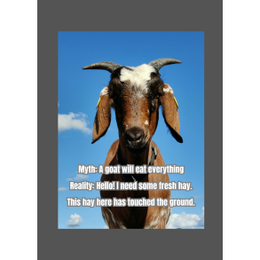 Skilt: Myth: A goat will eat everything (Ged)