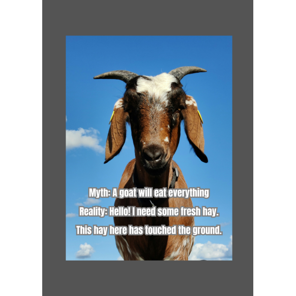 Skilt: Myth: A goat will eat everything (Ged)