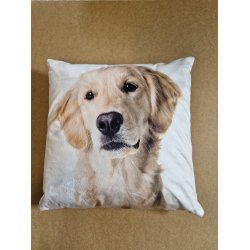 Pude med Golden Labrador Retriver