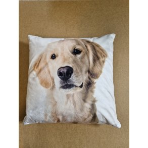 Pude med Golden Labrador Retriver