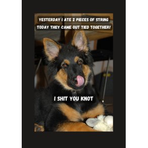 Skilt: Yesterday I ate 2 pieces of string / Skilt med bohemian shepherd som motiv